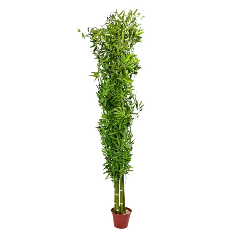 Artificial Bamboo Plant 210cm Tall 294