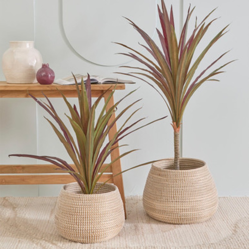 Artificial Red Star Cordyline Plant [MUSHRCORPW25]