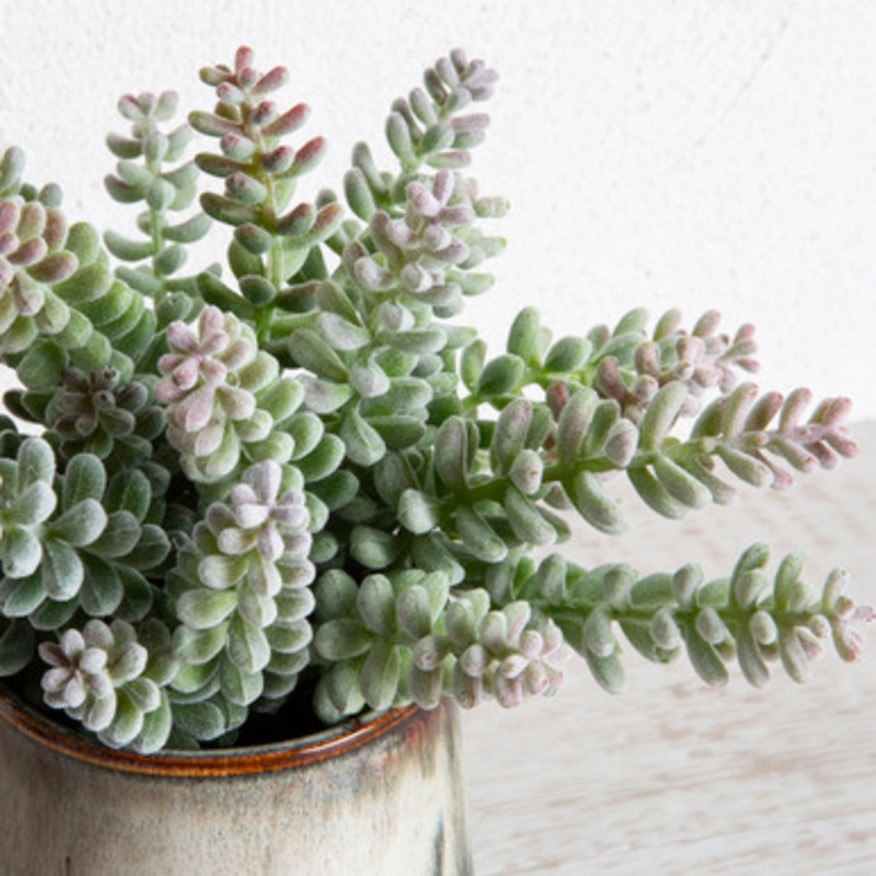 Artificial Succulent Aloe Pick [ASPLSUCCU15B_ALO]